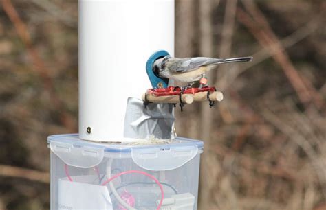 rfid bird tracking|rfid feeder.